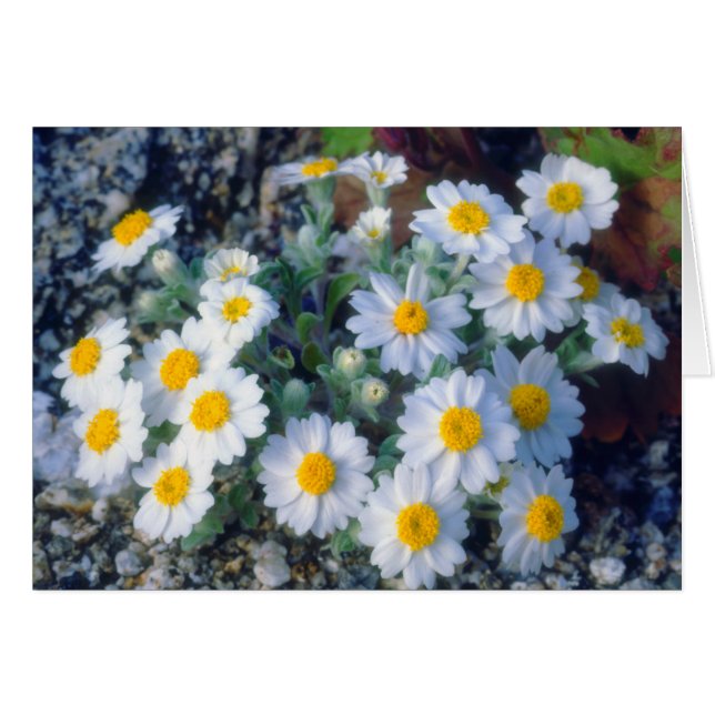 Wooly Daisy Wildflowers (Anverso (Horizontal))