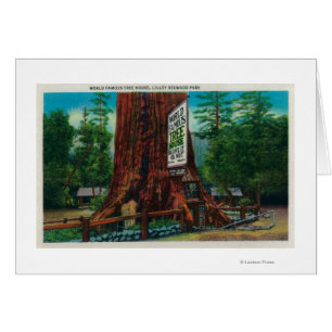 World Famous Tree House, Parque Lilley Redwood