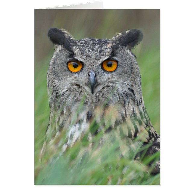 Wowl (Frente)