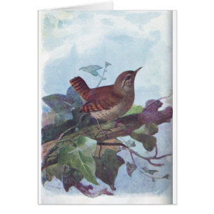 wren