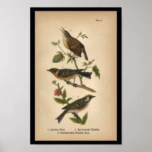 Wren 1890 de Carolina de la impresión del pájaro