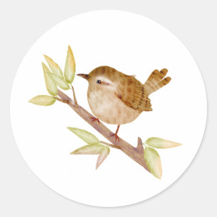 Wren Bird Pegatinas