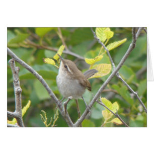 Wren de Bewick