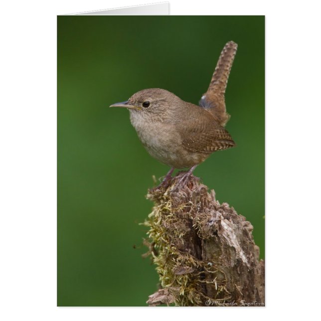 Wren de casa (Frente)