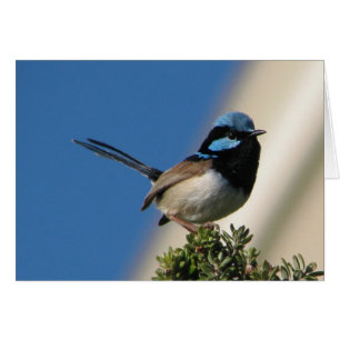 Wren de hadas magnífico