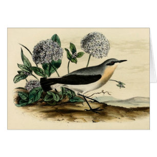 Wren de Stonechat