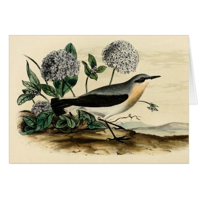 Wren de Stonechat (Anverso (Horizontal))