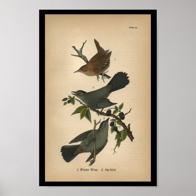 Wren invernal de 1890 para la impresión de aves (Frente)