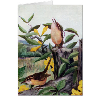 Wrens de Carolina y Jessamine amarillo