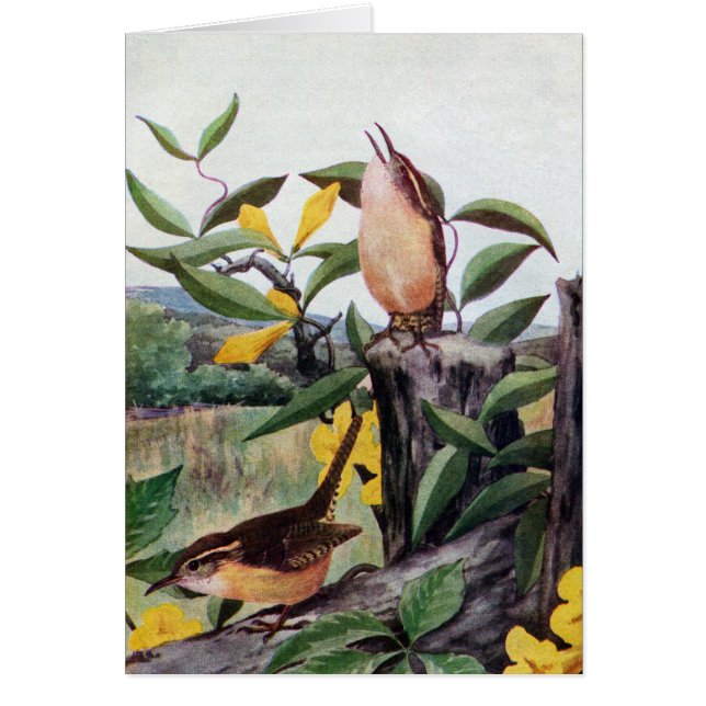 Wrens de Carolina y Jessamine amarillo (Frente)