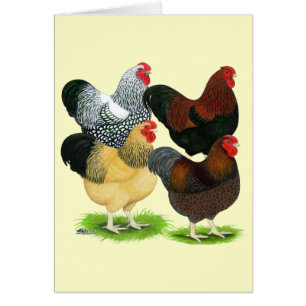 Wyandotte: El surtido de gallos