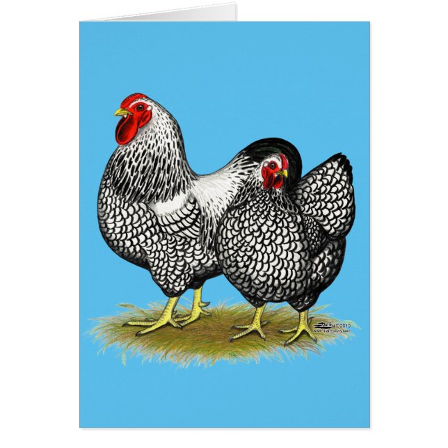 Wyandotte: Par Plateado (Frente)