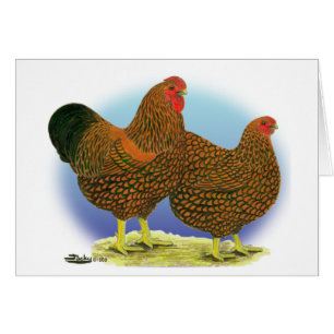 Wyandotte: Pareja lacada de oro