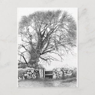 Wych Elm. Postal del original