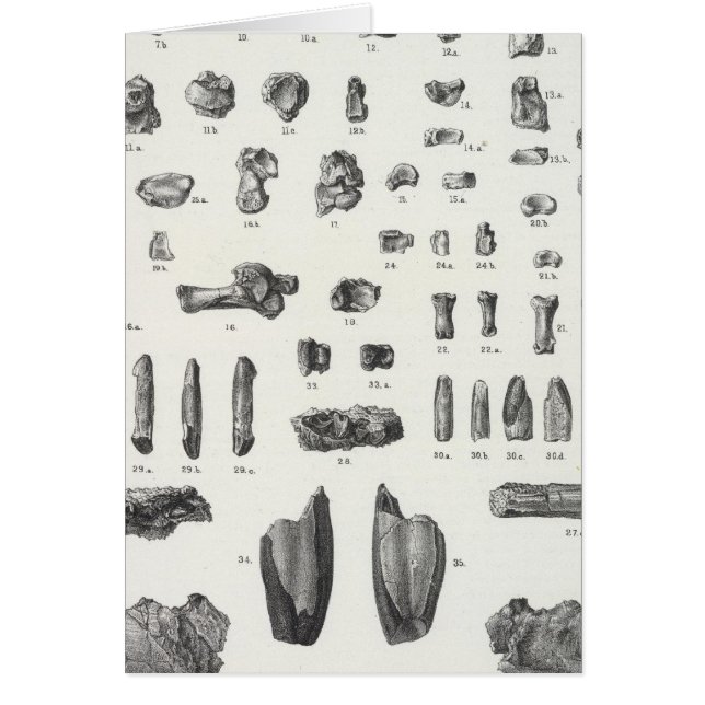 XL Tomitherium, Esthonyx, Ectoganus (Frente)