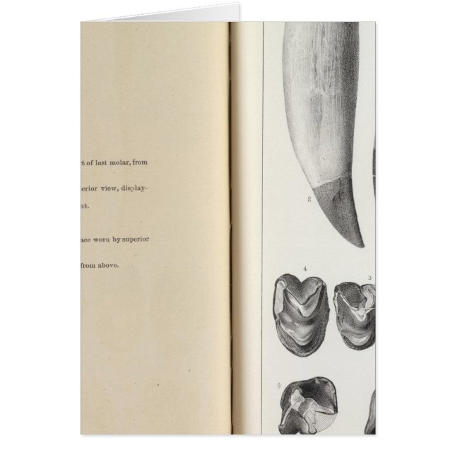 XLVI Coryphodon (Frente)