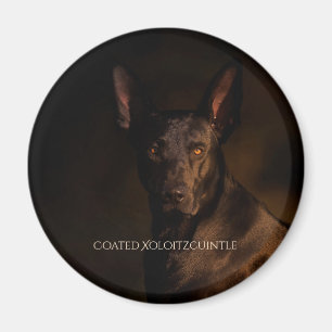Xoloitzcuintle cubrió el imán