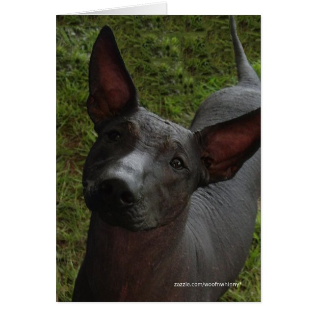Xoloitzcuintli (Frente)