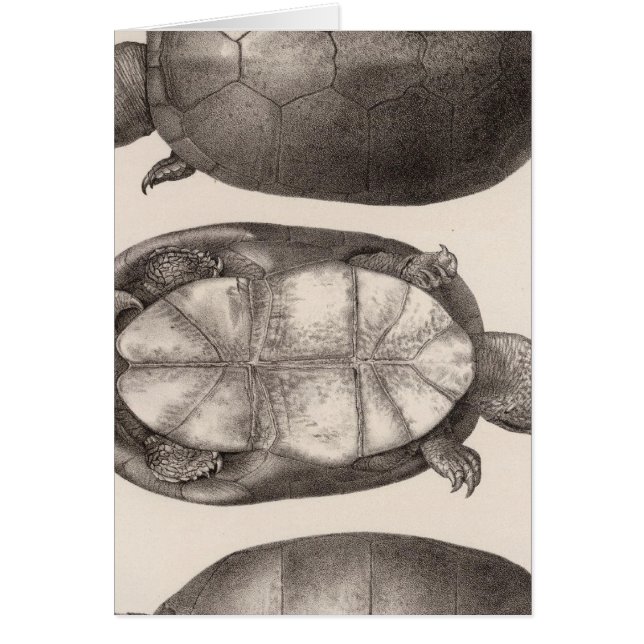 XVI Cinosternum henrici (Frente)
