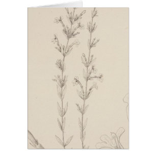 XVII Hedeoma hissopieolia