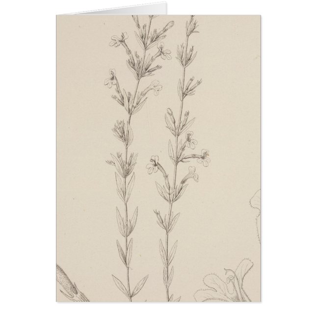 XVII Hedeoma hissopieolia (Frente)