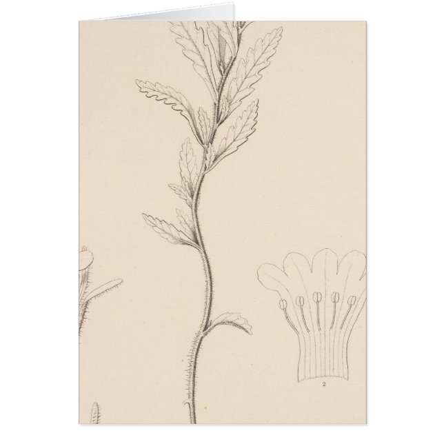 XVIII Nama rothrockii (Frente)