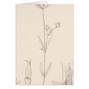 XXI Halenia rothrockii