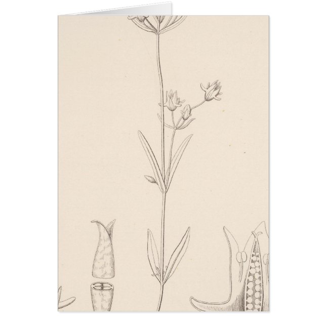 XXI Halenia rothrockii (Frente)