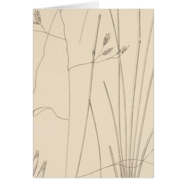 XXIX Festuca thurberi (Frente)