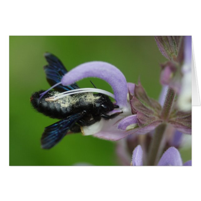 Xylocopa iris (Anverso (Horizontal))