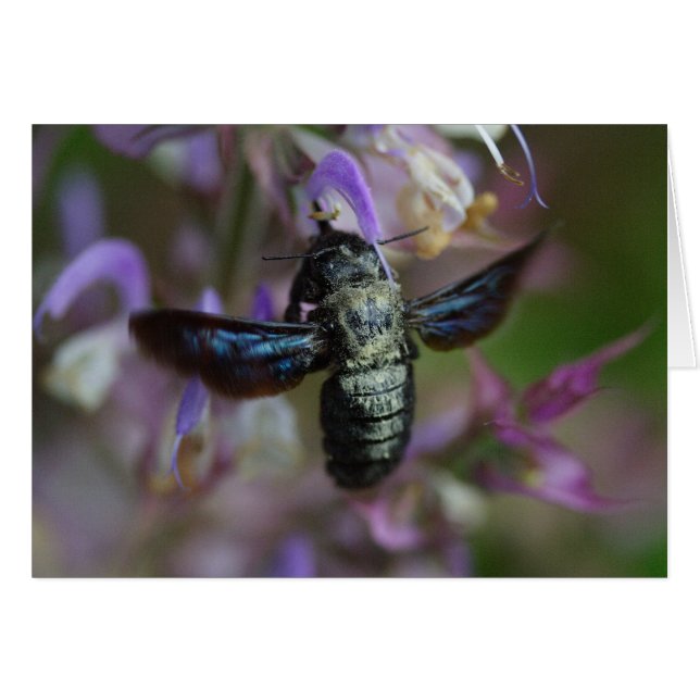 Xylocopa iris (Anverso (Horizontal))