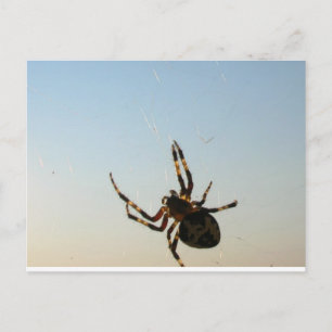 Y abajo se sentó una postal de araña