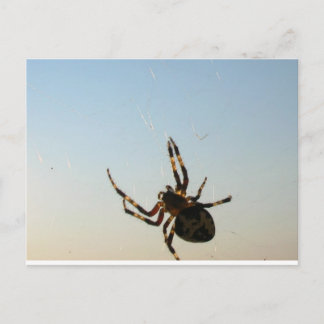Y abajo se sentó una postal de araña