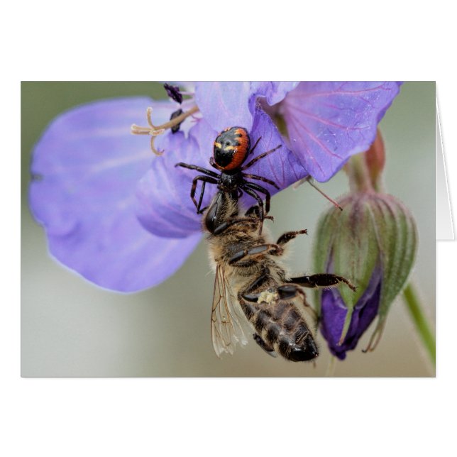 Ya te tengo. (Anverso (Horizontal))