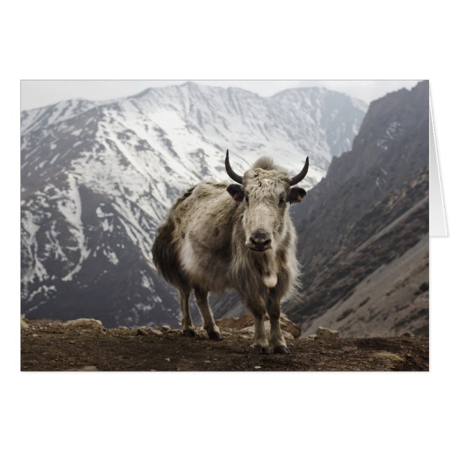 Yak en Nepal (Anverso (Horizontal))