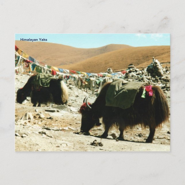 Yaks Himalayas postales (Anverso)
