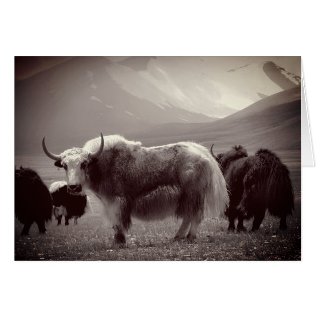 Yaks, montañas del Himalaya, Ladakh y Tíbet (Anverso (Horizontal))