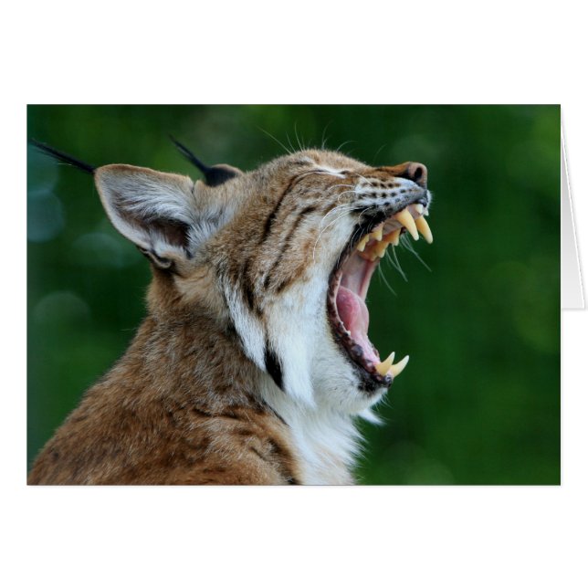 Yawning Bobcat Blank Card (Anverso (Horizontal))