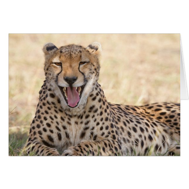 Yawning Cheetah (Anverso (Horizontal))
