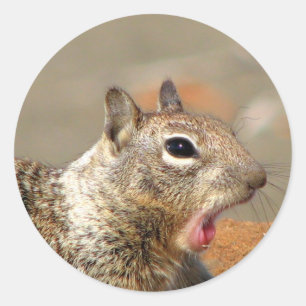 Yawning Squirrel Pegatina