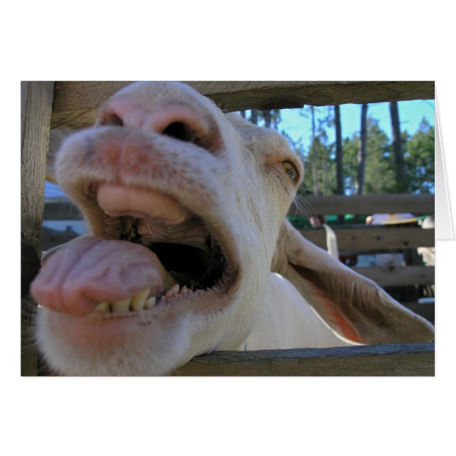 Yee Haw Goat - cartas (Anverso (Horizontal))