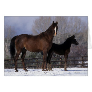 Yegua y potro árabes en nieve