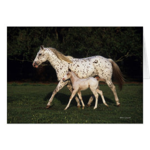 Yegua y potro del Appaloosa en campo
