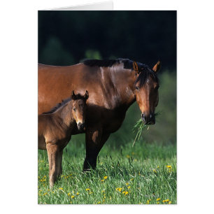 Yegua y potro excelentes 1