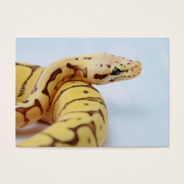 Yellow Ball Python Close (Frente)