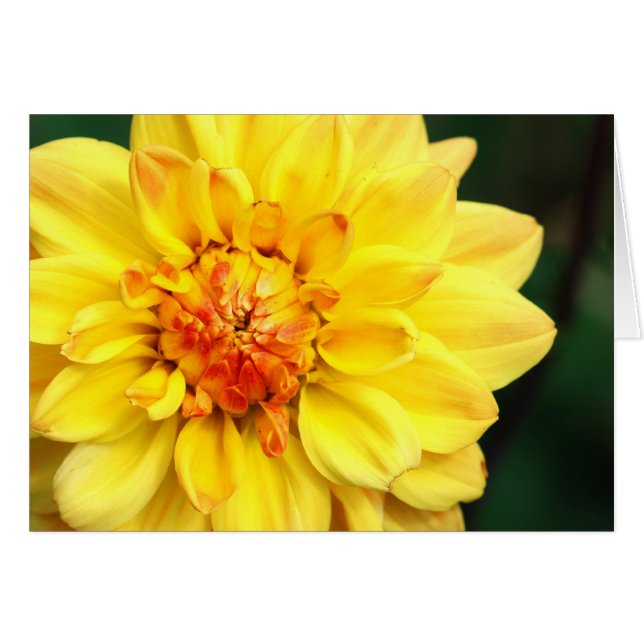 Yellow Dahlia (Anverso (Horizontal))