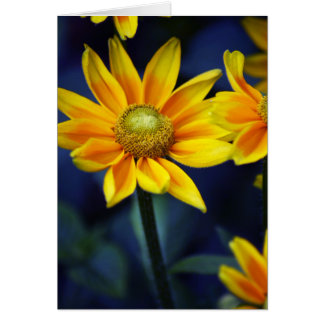 Yellow Daisy
