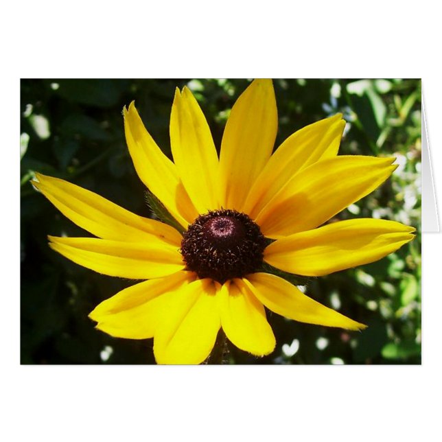 Yellow Daisy (Anverso (Horizontal))