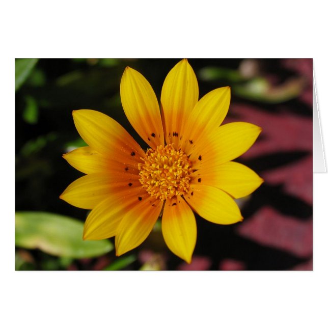 Yellow Daisy (Anverso (Horizontal))
