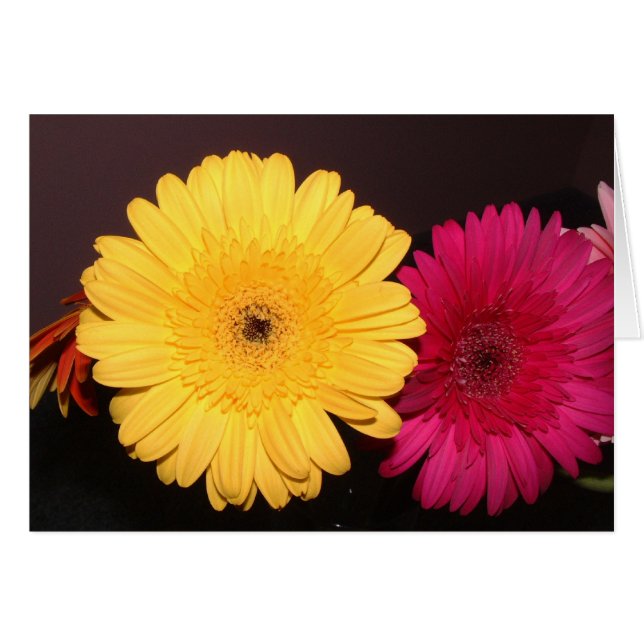 Yellow Gerber Daisy (Anverso (Horizontal))